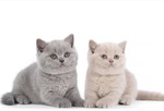 Cuccioli British Shorthair - Foto n. 1