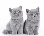 Cuccioli British Shorthair - Foto n. 2