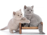 Cuccioli British Shorthair - Foto n. 3