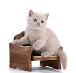 Cuccioli British Shorthair - Foto n. 4