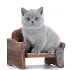 Cuccioli British Shorthair - Foto n. 5