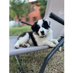 Cuccioli Border Collie