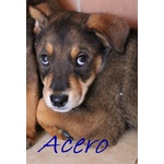 Acero Cucciolo mix Rott-Maremmano