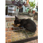 Adorabile Cucciolo di Gattino Nero - Foto n. 1