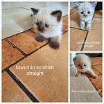 Cuccioli Scottish Fold/straigth