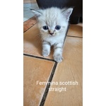 Cuccioli Scottish Fold/straigth - Foto n. 2