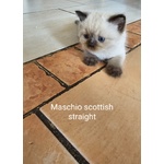 Cuccioli Scottish Fold/straigth - Foto n. 3