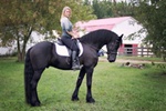 Splendido Cavallo Frisone nero per la tua Famiglia - Foto n. 1