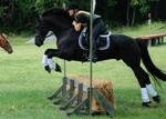 Splendido Cavallo Frisone nero per la tua Famiglia - Foto n. 2