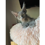 Maine coon Cuccioli Disponibili