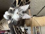 🐱 Maine Coon femmina di 11 mesi in vendita a Scandicci (FI) e in tutta Italia da privato