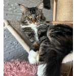 Maine coon Cuccioli - Foto n. 5