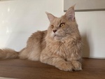 Cucciolo Maine Coon - Foto n. 4