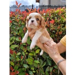 Vendita Cuccioli di Cavalier king Charles Spaniel