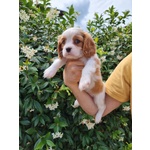 Vendita Cuccioli di Cavalier king Charles Spaniel - Foto n. 2