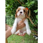 Vendita Cuccioli di Cavalier king Charles Spaniel - Foto n. 3