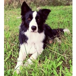 🐶 Border Collie maschio di 4 anni e 8 mesi in accoppiamento a Pozzilli (IS) e in tutta Italia da privato