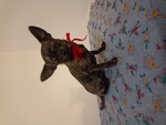 🐶 Chihuahua maschio in adozione a Rovigo (RO) e in tutta Italia da privato