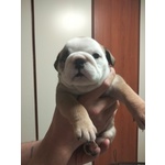 Bellissimi Cuccioli di Bulldog Inglese