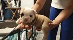 Bellissimi Cuccioli di Bulldog Inglese - Foto n. 3