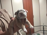 Bellissimi Cuccioli di Bulldog Inglese - Foto n. 4