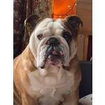 Bellissimi Cuccioli di Bulldog Inglese - Foto n. 5