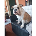 Bellissimi Cuccioli di Bulldog Inglese - Foto n. 6