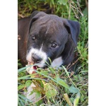 Amstaff cuccioli