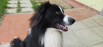 Border Collie con Pedegree Prestigioso per Accoppiamento - Foto n. 4