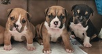 Cuccioli di American Bully - Foto n. 1