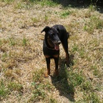 Cuccioli Beauceron ,pastore Della Beauce - Foto n. 1