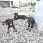 Cuccioli Beauceron ,pastore Della Beauce - Foto n. 2