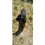 Cuccioli Beauceron ,pastore Della Beauce - Foto n. 3