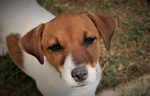 🐶 Jack Russel maschio di 11 mesi in vendita a Terricciola (PI) e in tutta Italia da privato