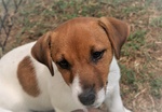 Cuccioli jack Russell - Foto n. 2