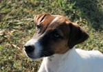 Cuccioli jack Russell - Foto n. 3