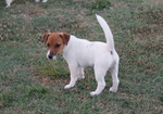 Cuccioli jack Russell - Foto n. 7