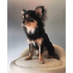 🐶 Chihuahua maschio di 4 anni e 7 mesi in accoppiamento a Brescia (BS) da privato