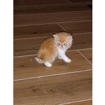 Cuccioli Exotic Shorthair Persiano a pelo Corto - Foto n. 2