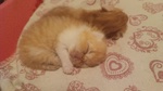 Cuccioli Exotic Shorthair Persiano a pelo Corto - Foto n. 4