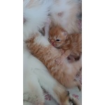 Cuccioli Exotic Shorthair Persiano a pelo Corto - Foto n. 5