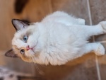 Gattino Ragdoll Maschio - Foto n. 4