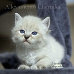 Cuccioli di Gatto Siberiano neva Masquerade con Pedigree - Foto n. 3