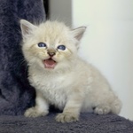 Cuccioli di Gatto Siberiano neva Masquerade con Pedigree