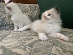 Splendidi cuccioli ragdoll