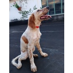 Setter Inglese Cucciolo - Foto n. 1