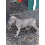 Cuccioli cane Corso