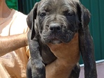 Cuccioli cane Corso - Foto n. 2