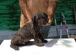 Cuccioli cane Corso - Foto n. 3
