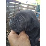 Cuccioli cane Corso - Foto n. 4